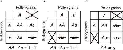 Influence of Gender Bias on Distribution of Hybrid Sterility in Rice